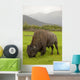 Captive Wood Bison Bull Grazing On Grasses Wall Mural