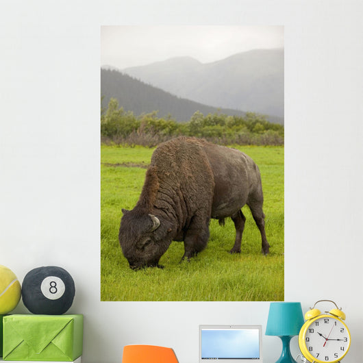 Captive Wood Bison Bull Grazing On Grasses Wall Mural