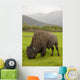 Captive Wood Bison Bull Grazing On Grasses Wall Mural