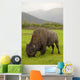 Captive Wood Bison Bull Grazing On Grasses Wall Mural