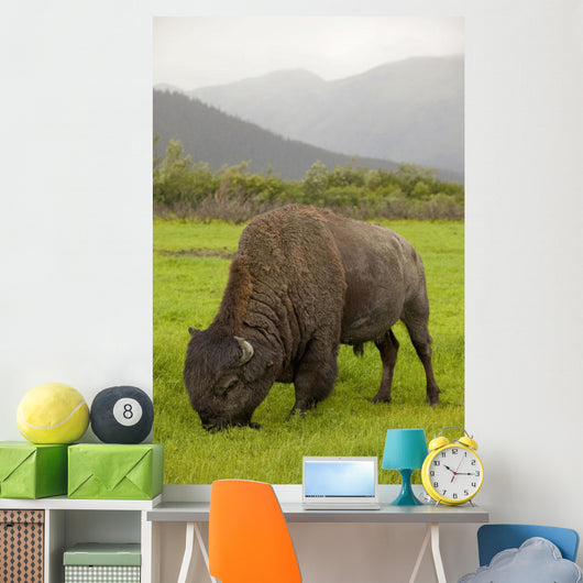 Captive Wood Bison Bull Grazing On Grasses Wall Mural