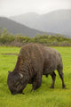 Captive Wood Bison Bull Grazing On Grasses Wall Mural