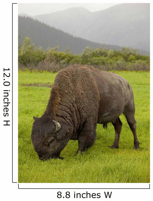Captive Wood Bison Bull Grazing On Grasses Wall Mural