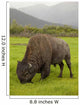 Captive Wood Bison Bull Grazing On Grasses Wall Mural