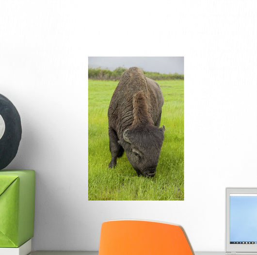 Captive Wood Bison Bull Grazing On Grasses Wall Mural