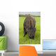 Captive Wood Bison Bull Grazing On Grasses Wall Mural