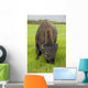 Captive Wood Bison Bull Grazing On Grasses Wall Mural