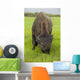 Captive Wood Bison Bull Grazing On Grasses Wall Mural