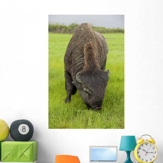 Captive Wood Bison Bull Grazing On Grasses Wall Mural