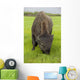 Captive Wood Bison Bull Grazing On Grasses Wall Mural