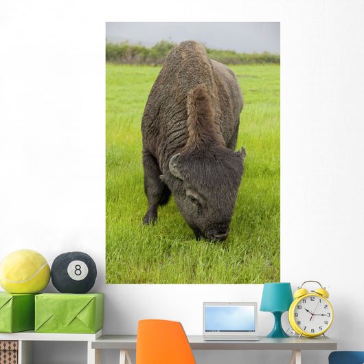 Captive Wood Bison Bull Grazing On Grasses Wall Mural