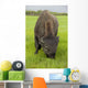 Captive Wood Bison Bull Grazing On Grasses Wall Mural