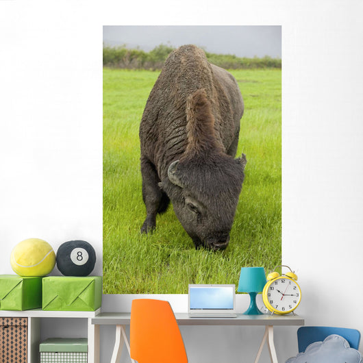 Captive Wood Bison Bull Grazing On Grasses Wall Mural