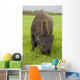 Captive Wood Bison Bull Grazing On Grasses Wall Mural