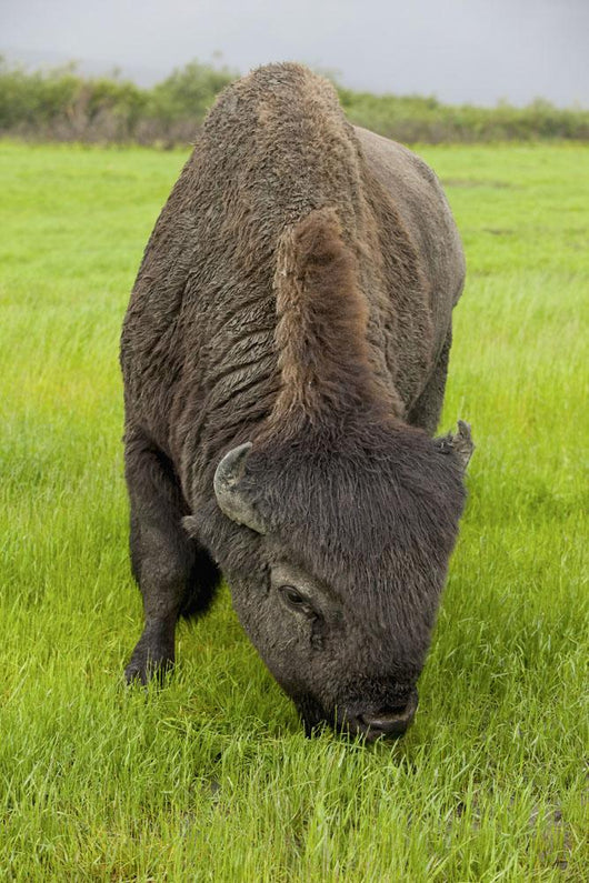 Captive Wood Bison Bull Grazing On Grasses Wall Mural