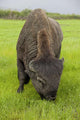 Captive Wood Bison Bull Grazing On Grasses Wall Mural