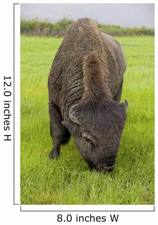 Captive Wood Bison Bull Grazing On Grasses Wall Mural