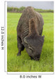 Captive Wood Bison Bull Grazing On Grasses Wall Mural
