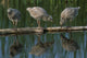 Adolescent Gull Chicks Wall Mural