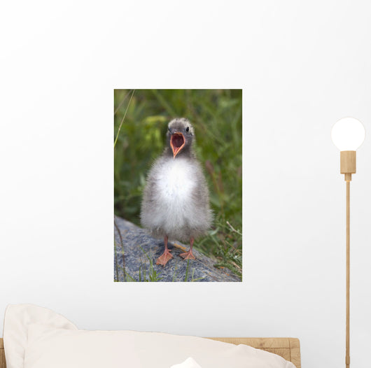 Newborn Arctic Tern Chick With Mouth Wide Open Wall Mural