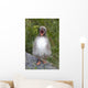 Newborn Arctic Tern Chick With Mouth Wide Open Wall Mural