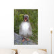 Newborn Arctic Tern Chick With Mouth Wide Open Wall Mural