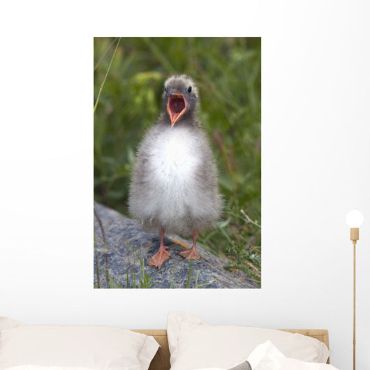 Newborn Arctic Tern Chick With Mouth Wide Open Wall Mural