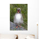 Newborn Arctic Tern Chick With Mouth Wide Open Wall Mural
