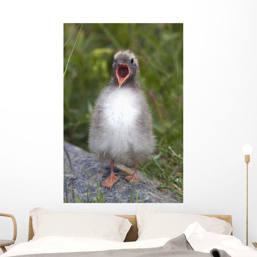 Newborn Arctic Tern Chick With Mouth Wide Open Wall Mural
