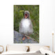 Newborn Arctic Tern Chick With Mouth Wide Open Wall Mural