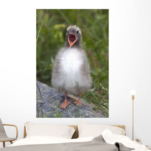 Newborn Arctic Tern Chick With Mouth Wide Open Wall Mural