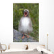 Newborn Arctic Tern Chick With Mouth Wide Open Wall Mural