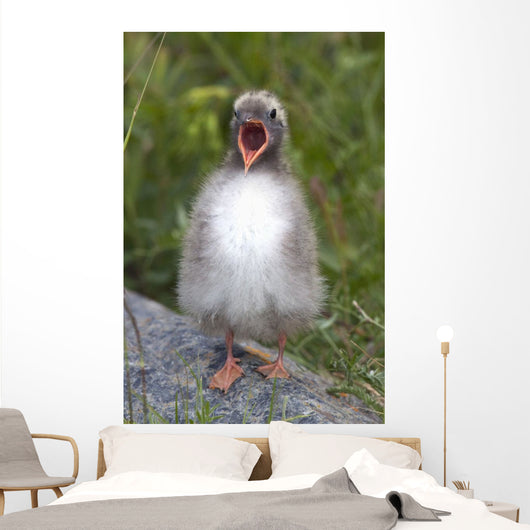 Newborn Arctic Tern Chick With Mouth Wide Open Wall Mural