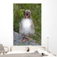 Newborn Arctic Tern Chick With Mouth Wide Open Wall Mural