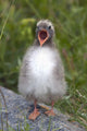 Newborn Arctic Tern Chick With Mouth Wide Open Wall Mural