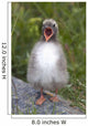 Newborn Arctic Tern Chick With Mouth Wide Open Wall Mural