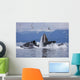 Humpback Whales Bubble Net Feeding For Herring In Chatham Strait Wall Mural