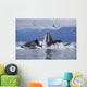 Humpback Whales Bubble Net Feeding For Herring In Chatham Strait Wall Mural