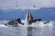 Humpback Whales Bubble Net Feeding For Herring In Chatham Strait Wall Mural