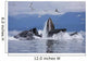 Humpback Whales Bubble Net Feeding For Herring In Chatham Strait Wall Mural