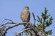 Pigeon Hawk Sits On A Tree Branch In Turnagain Pass Area Wall Mural