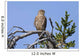 Pigeon Hawk Sits On A Tree Branch In Turnagain Pass Area Wall Mural
