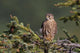 An Immature Pigeon Hawk Sits On A Tree Branch Wall Mural