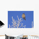 Hawk Owl Perched On Hoarfrosted Branches Wall Mural