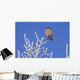 Hawk Owl Perched On Hoarfrosted Branches Wall Mural