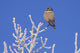 Hawk Owl Perched On Hoarfrosted Branches Wall Mural