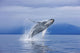 A Humpback Whale Breaches Wall Mural