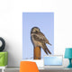 Hawk Owl Is Perched On A Fence Post Wall Mural