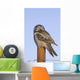 Hawk Owl Is Perched On A Fence Post Wall Mural