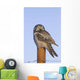 Hawk Owl Is Perched On A Fence Post Wall Mural